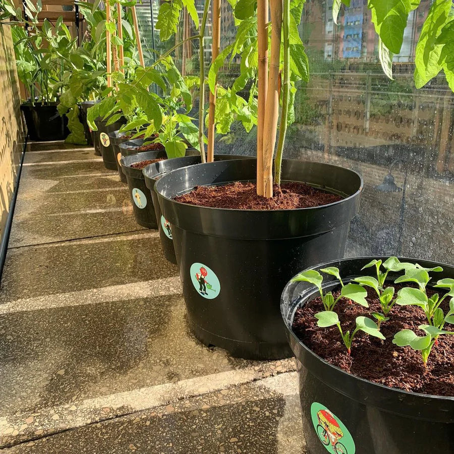 August Monthly Grow Box