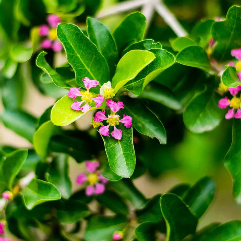 Sweet Southern Cherry Tree