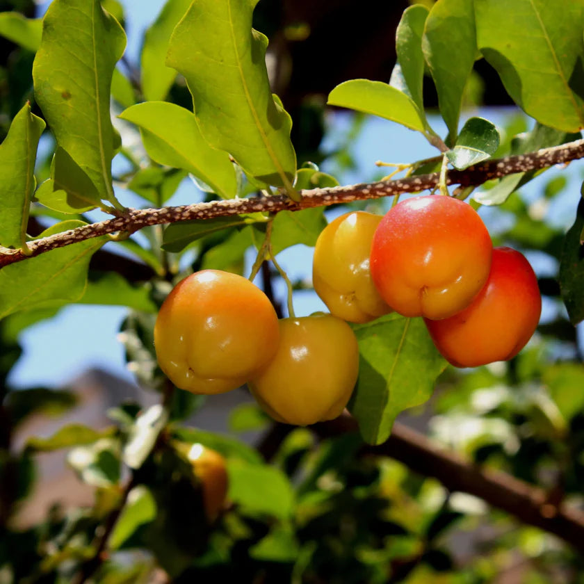 Sweet Southern Cherry Tree