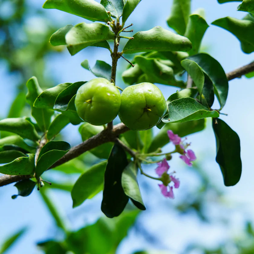 Sweet Southern Cherry Tree