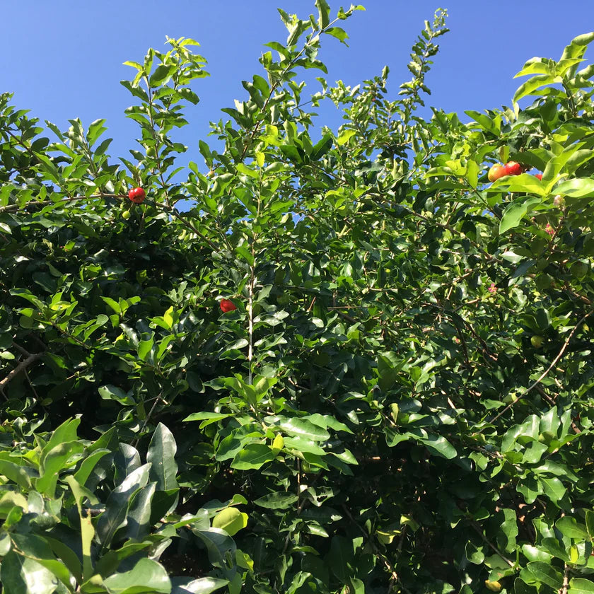 Sweet Southern Cherry Tree